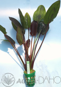 Echinodorus Krapčatnyj